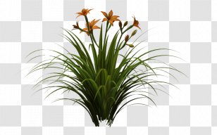 Plant Lawn Daylily Garden Lilium - Art - Lily Transparent PNG
