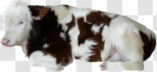 Calf Dairy Cattle Cow Animal - Lamb Transparent PNG