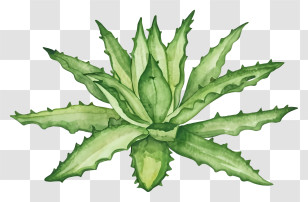 Cartoon - Aloe Vera Plant For Herbal Uses Transparent PNG