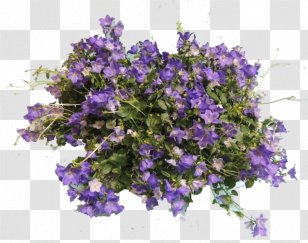 Scheda Duplicata Vedi Ugo Pellecchia - Violet Family - Fiori E Piante Bellflowers Annual Plant VervainPlant Transparent PNG