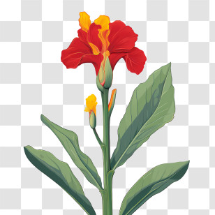 Canna Indica - Red Canna Flower With Green Leaves Transparent PNG