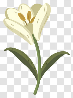 Tulip Flower - White Lily In A Minimal Botanical Illustration Transparent PNG