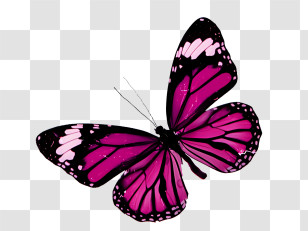 Mariposas - Beautiful Pink Butterfly Illustration Transparent PNG