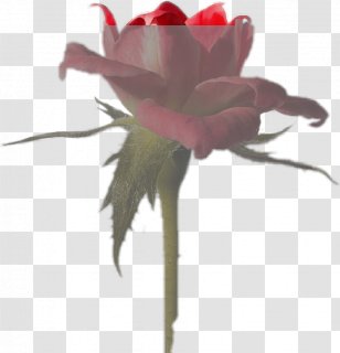 Apple Music Logo - Herbaceous Plant Anemone Transparent PNG