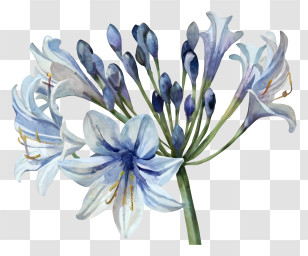 Blue And White Flowers - Elegant Agapanthus Flowers In Light Blue Transparent PNG