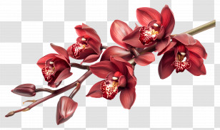 Orchid Flower - Branch Of Red Orchids In Bloom Transparent PNG