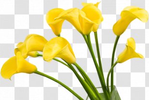 Cut Flowers Arum Lilies Centerblog Yellow - Plant Stem Transparent PNG