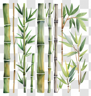 Bamboo - Artistic Renditions Of Bamboo Plants With Leaves Transparent PNG