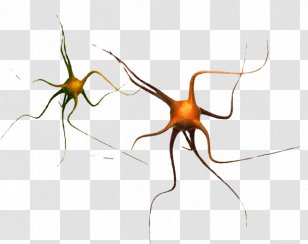 Widow Spiders Insect STX G.1800E.J.M.V.U.NR YN Clip Art - Tangle Web Spider Transparent PNG
