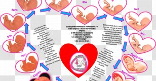 Pregnancy Fertilisation Spermatozoon Time Egg Cell - Tree Transparent PNG