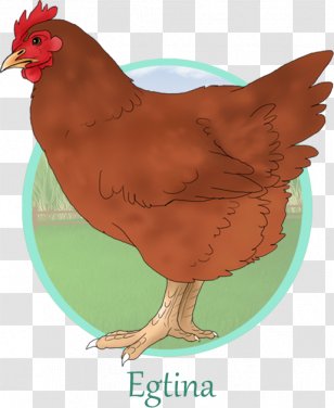 Rooster Fauna Illustration Chicken As Food - Bird - Rhode Island Red Chickens Transparent PNG