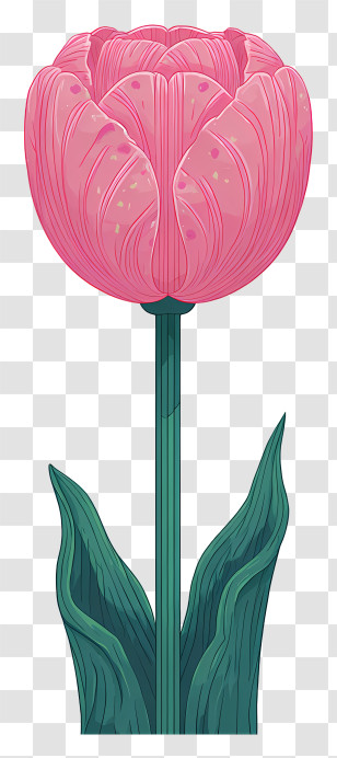 Pink Flower Art - Beautiful Pink Tulip Illustration Transparent PNG