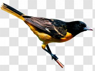 New York City Bird Finch Yellow-throated Warbler Baltimore Oriole - Fauna Transparent PNG