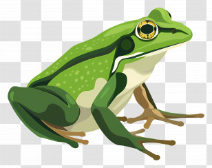 Frog - Green Frog Illustration In Nature Transparent PNG