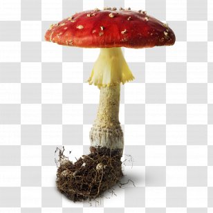 Mushroom Portable Document Format Fungus Clip Art - Mushrooms And Toadstools Transparent PNG