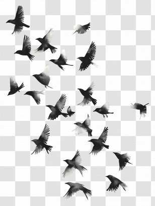 Bird Flock - Black And White Birds In Flight Transparent PNG