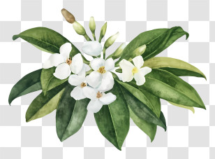 Cartoon - White Flowers And Green Leaves Arrangement Transparent PNG