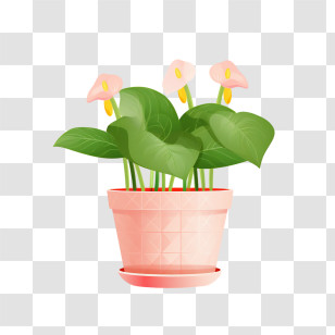 Anthurium Plant - Pink Potted Plant With Calla Lilies Transparent PNG