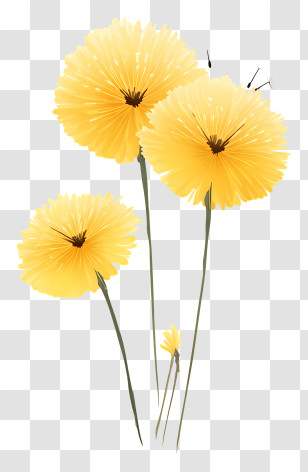 Dandelions - Yellow Flowers In Bloom Transparent PNG