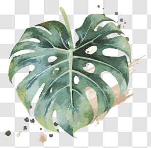 Green Leaf - Monstera Leaf Watercolor Art Transparent PNG