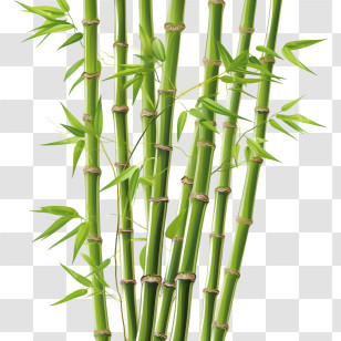 Bamboo - Realistic Green Bamboo Stems Illustration Transparent PNG