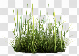 Grass Plant - Tall Green Grass Clump Illustration Transparent PNG