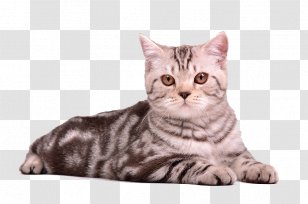 Cat Kitten Puppy - British Shorthair Transparent PNG