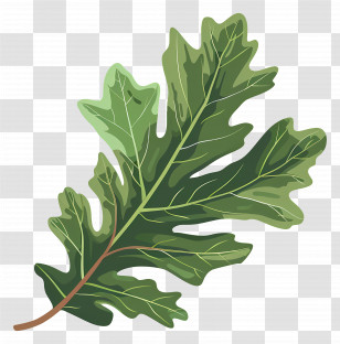 Oak Leaf - Green Oak Leaf Illustration With Vein Detail Transparent PNG
