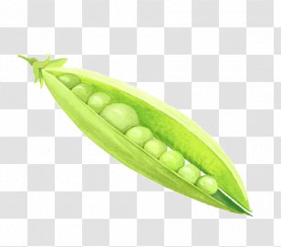 Pea Legume Vegetable Food - Green Bean - Peas Transparent PNG