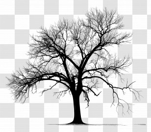 Tree - Bare Tree Silhouette Illustration Transparent PNG
