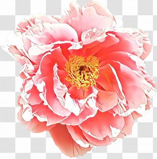 Rose - Flowering Plant - Peach Transparent PNG