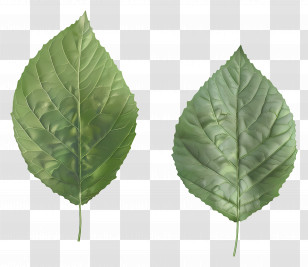 Green Leaf - Green Leaves Illustration Transparent PNG