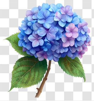 Pastel Hydrangea Flower - Beautiful Blue Hydrangea Flower Transparent PNG