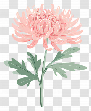 Pink Chrysanthemum - Pink Chrysanthemum Flower Illustration Transparent PNG