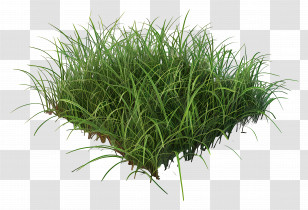Grass Plant - Vibrant Green Grass Patch Transparent PNG