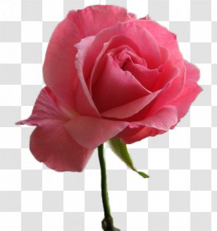 Garden Roses Pink Centifolia Floribunda Flower Transparent PNG