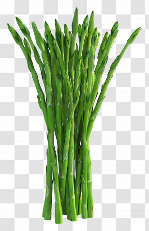 Green Asparagus - Healthy Green Asparagus Stalks Transparent PNG