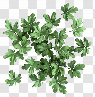 Coriander Leaves - Cluster Of Green Clover Leaves Illustration Transparent PNG