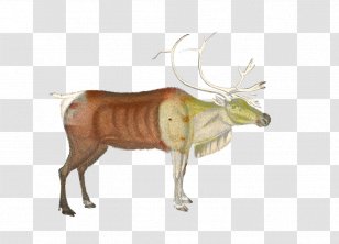 Animal Cartoon - Fawn - Figure Transparent PNG