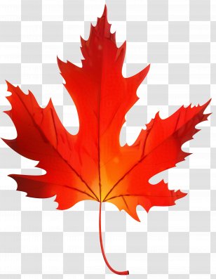 Hillegas Sugar Camp Maple Leaf Clip Art Syrup - Tree Transparent PNG