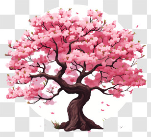 Sketch Style Cherry Blossom Tree - Beautiful Pink Cherry Blossom Tree Transparent PNG