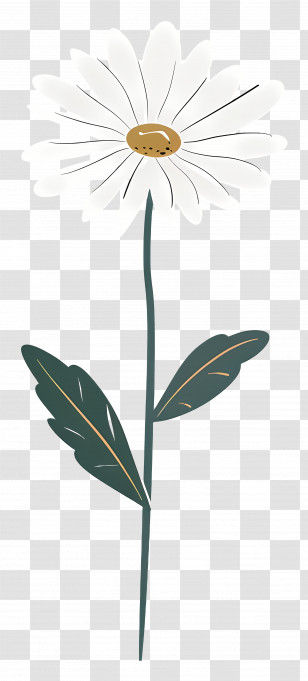 White Daisy - Minimalist White Daisy Flower Artwork Transparent PNG