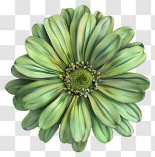 Transvaal Daisy - Green Detailed Botanical Flower Illustration Transparent PNG