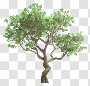 3d Tree - Beautiful Green Tree With Realistic Details Transparent PNG