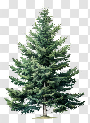 Fir Tree - Beautiful Green Pine Tree Illustration Transparent PNG