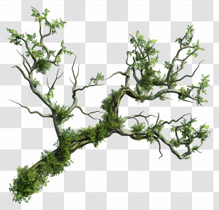 Tree Branch Moss - Tree Branch With Green Leaves Illustration Transparent PNG