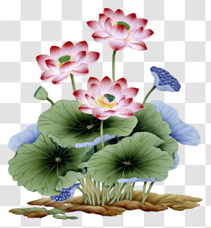 Chinese Painting Lotus - Elegant Pink Lotus Cluster Transparent PNG