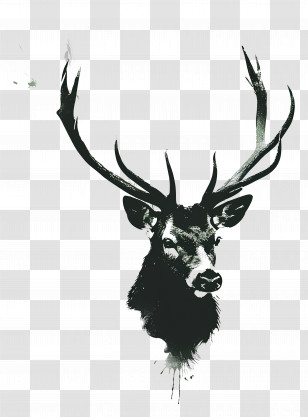 Deer - Majestic Deer With Antlers Transparent PNG