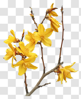 Forsythia Flower - Yellow Blooms On Branches Transparent PNG
