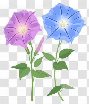 Morning Glory Flowers - Morning Glory Flowers In Pink And Blue Transparent PNG